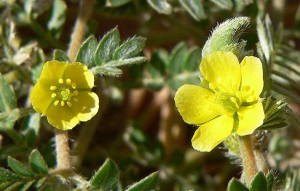 Frații Tribulus