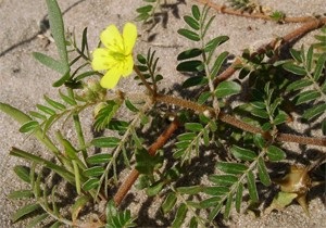 Tribulus creeping pentru potență