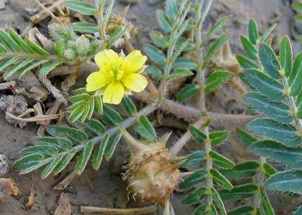 Tribulus cu crawling extract de iarbă uscată, contraindicații, aplicarea de plante