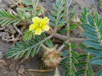 Tribulus târâtoare plante medicinale, aplicare, mărturii, proprietăți utile, contraindicații,