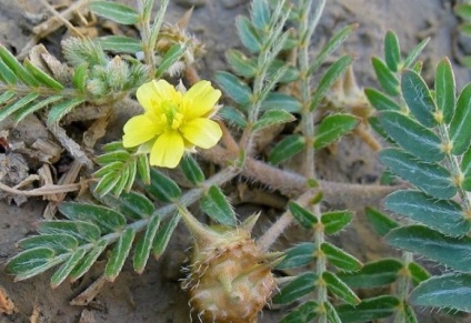 Tribulus creează (terestru) beneficiile extractului de iarbă uscată, droguri, aplicare,