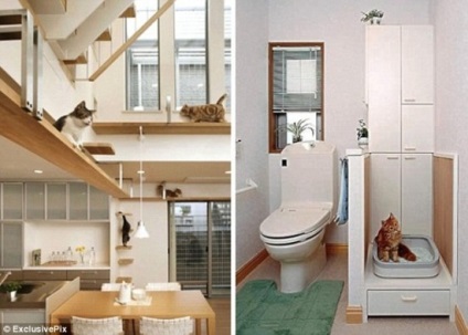 Japonezii au creat casa de fericire a pisicii (video)