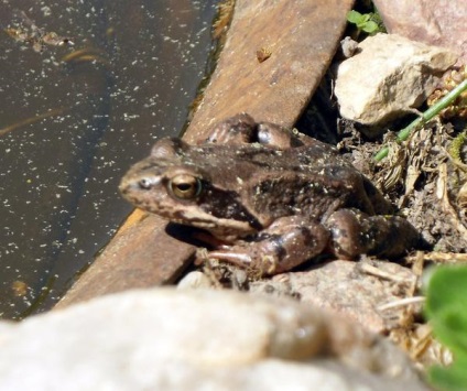 Miért a béka és a sündisznó háza és hogyan építsük őket