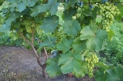 Szőlő tárolási szőlő betakarítása (videó)