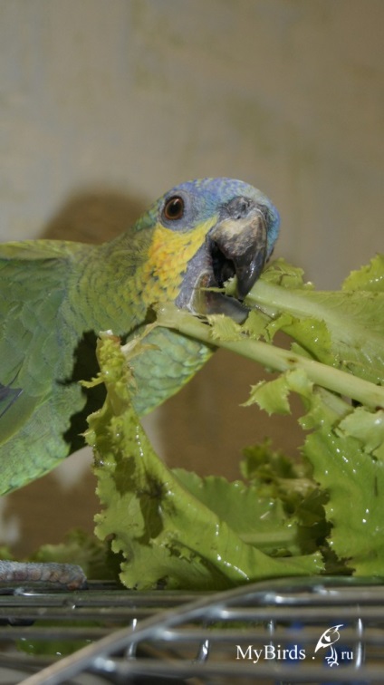 Verzii în dieta papagalului - enciclopedie a proprietarului păsării