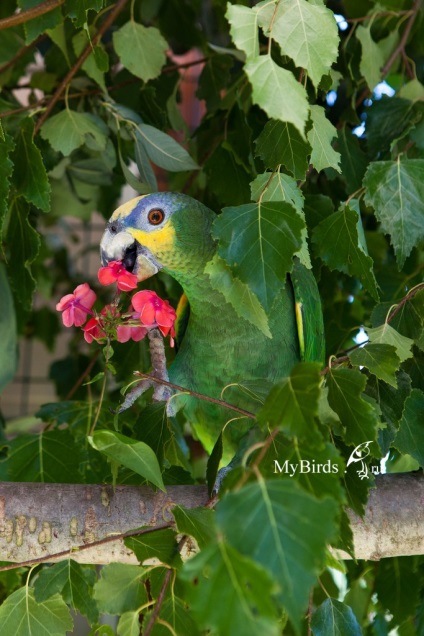 Verzii în dieta papagalului - enciclopedie a proprietarului păsării