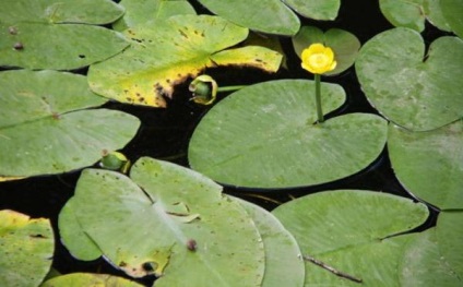 Descrierea galbenă a nilului de apă, reproducere, în creștere la domiciliu