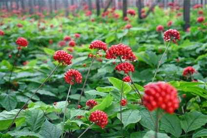 Ginseng a hatásosságért - gyógyászati ​​tulajdonságok, alkalmazás, receptek