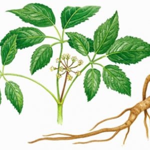 Ginseng proprietăți utile și contraindicații, rău, ginseng pentru bărbați