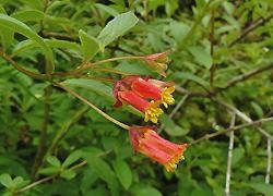 Honeysuckle Caprylic