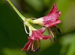 Honeysuckle Caprylic