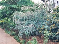 Honeysuckle Caprylic