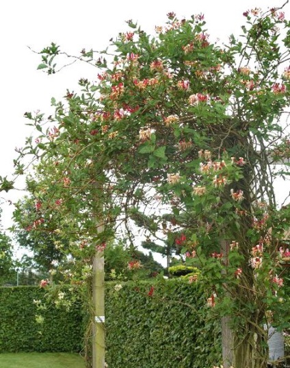 Honeysuckle Caprylic