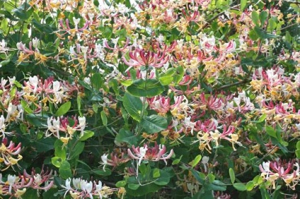 Honeysuckle Caprylic