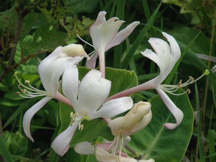 Honeysuckle Caprylic