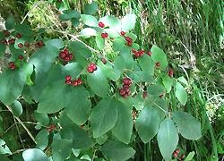 Honeysuckle Caprylic