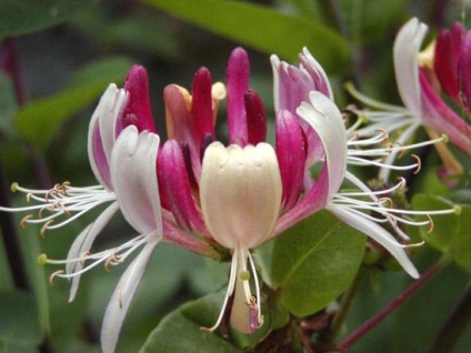 Honeysuckle Caprylic