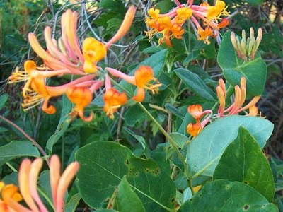 Honeysuckle leírása ápolás és növekvő, virágkép, curling sövény és annak alkalmazása a kertészet