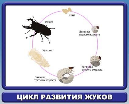 Gandacii si gandacii - cat de diferiti, cum sa lupti, mijloace eficiente de lupta