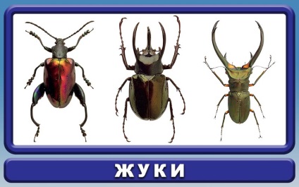 A bogarak és a csótányok - mennyire különbözőek, hogyan kell harcolni, hatékony harci eszközöket
