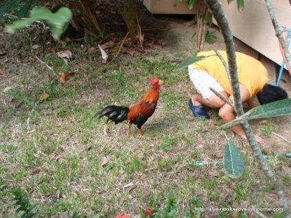 Samui sună, tot ce se aude în jungla tropicală, fără a părăsi casa în aproape