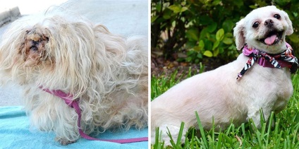 16 Povești de salvare a câinilor care sunt pe punctul de a muri, în stilul înainte și după, umkra