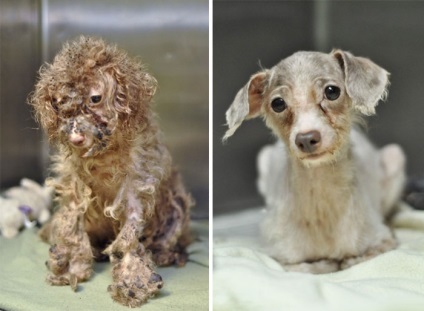 16 Povești de salvare a câinilor, în pragul morții, în stilul înainte și după, umkra