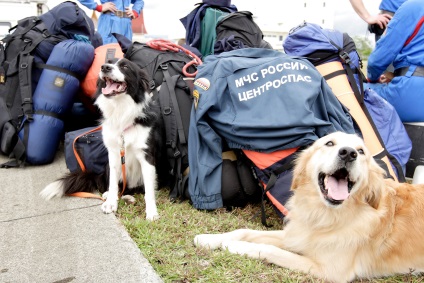 19 ani la serviciul Cățeluș de căutare