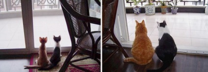 27 Transformări uimitoare care dovedesc că fiecare pisică are nevoie de o casă