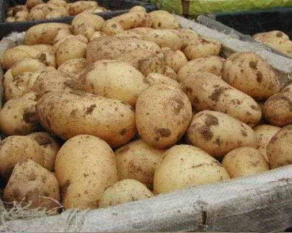 5 Erori la depozitarea cartofilor - gospodărie și grădină elegantă