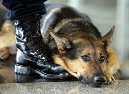 5 câini curajosi care ar putea salva mai mult de o viata umana