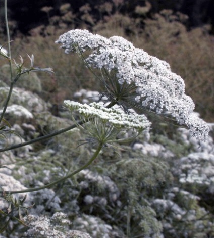 Ammi este mare - amy este mare (cultivare și cultivare)