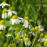 Ammi fotografie mare, descriere, plantare și îngrijire