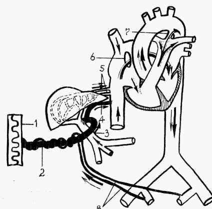 Anastomozele formate din plexurile venoase ale coloanei vertebrale