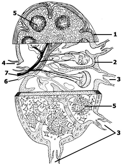 Anastomozele formate din plexurile venoase ale coloanei vertebrale