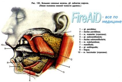 A szájüreg mirigyének anatómiája