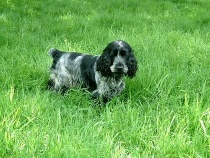 English Cocker Spaniel, rasa de caini, fotografie, ingrijire