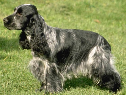 English Cocker Spaniel, rasa de caini, fotografie, ingrijire