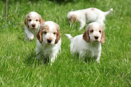 English Cocker Spaniel, rasa de caini, fotografie, ingrijire