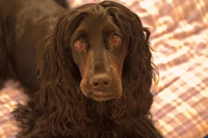 English Cocker Spaniel, rasa de caini, fotografie, ingrijire