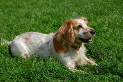 English Cocker Spaniel, rasa de caini, fotografie, ingrijire