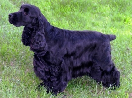 English Cocker Spaniel, rasa de caini, fotografie, ingrijire