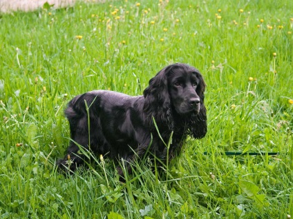 English Cocker Spaniel, rasa de caini, fotografie, ingrijire