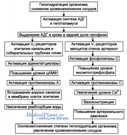 Hormonul antidiuretic și funcțiile sale