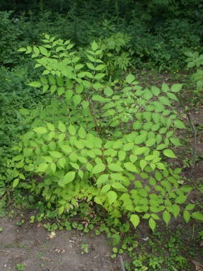 Aralia Manchu - sora ginsengului