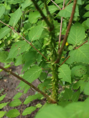 Aralia Manchu - sora ginsengului