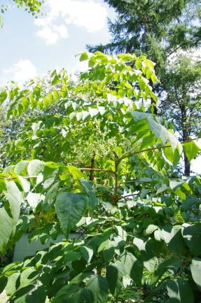 Aralia Manchu - sora ginsengului