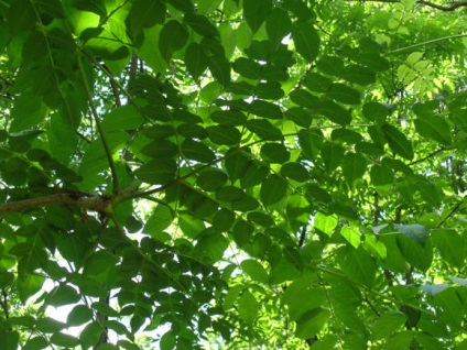 Aralia Manchu - sora ginsengului