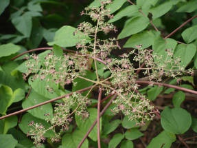 Aralia Manchu - sora ginsengului