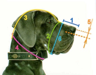 Blog - cum se determină dimensiunea îmbrăcămintei și muniției pentru câini, zoomaailm